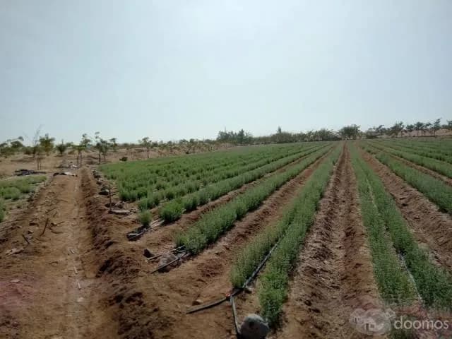 Venta de terreno agricola 02 parcelas - NEGOCIABLE - 1