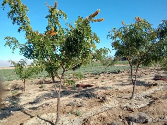 Venta de terreno agricola 02 parcelas - NEGOCIABLE - 2