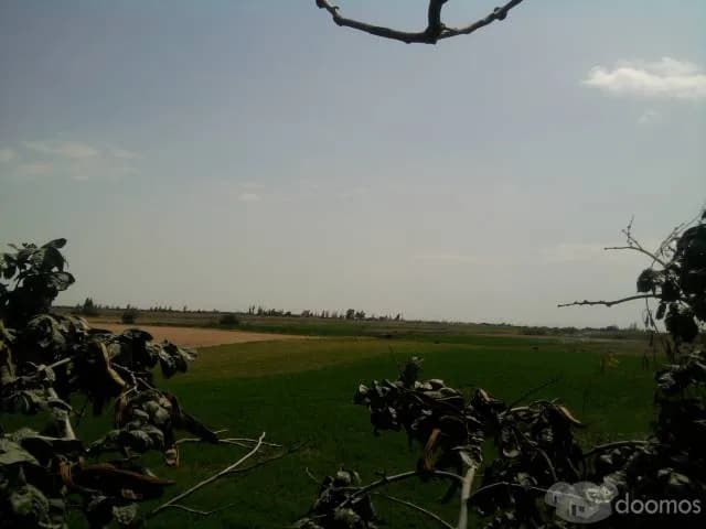 URGENTE ! REMATO MEDIA PARCELA en MAJES-PEDREGAL (NEGOCIABLE) - 2