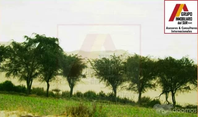 Se vende Fundo de 200 has a $16,000 x ha. en Pisco - 1