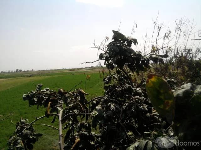 URGENTE! REMATO MEDIA PARCELA en MAJES-PEDREGAL a 150 mil dolares(NEGOCIABLE) - 1