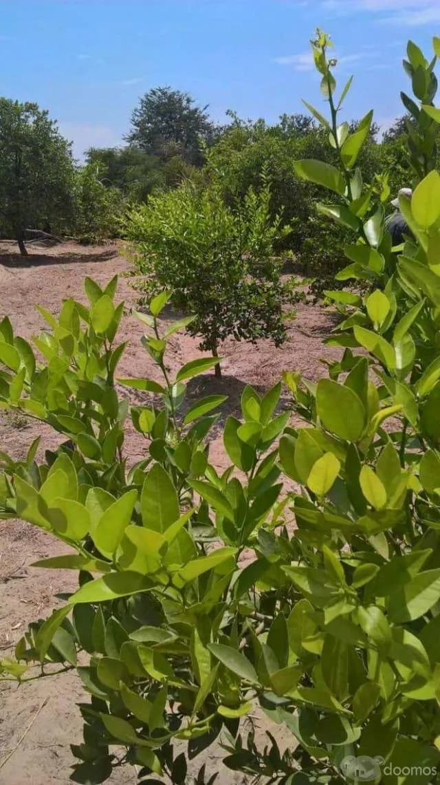 SE VENDE PARCELA - 2