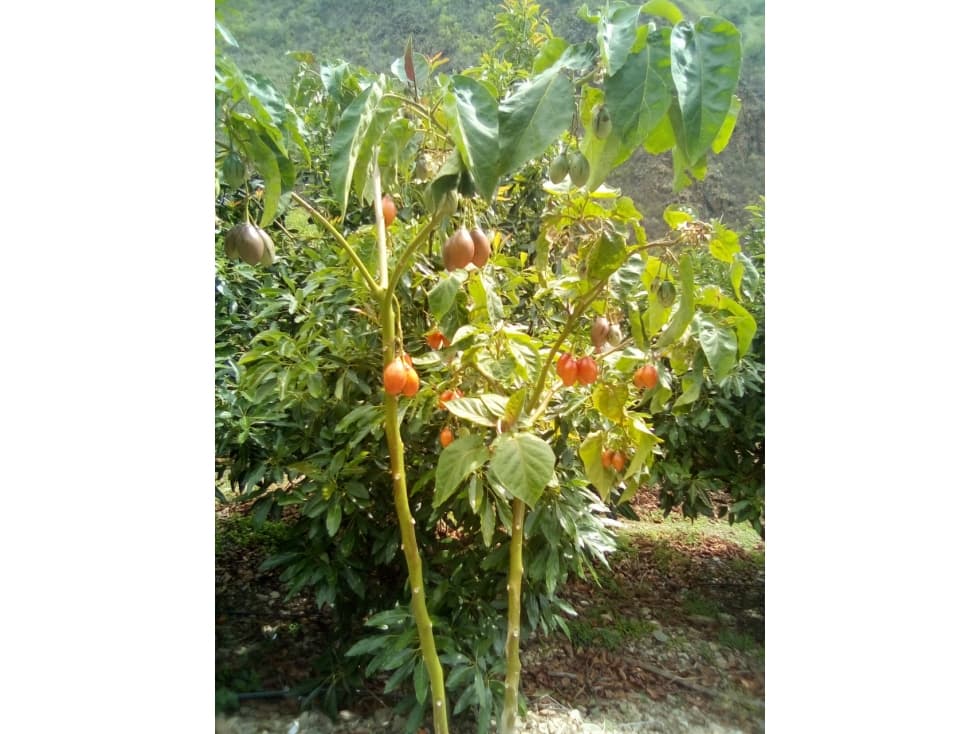 VENDO TERRENO AGRICOLA 47 Ha. EN MOLLEPATA CUSCO PERU - 1