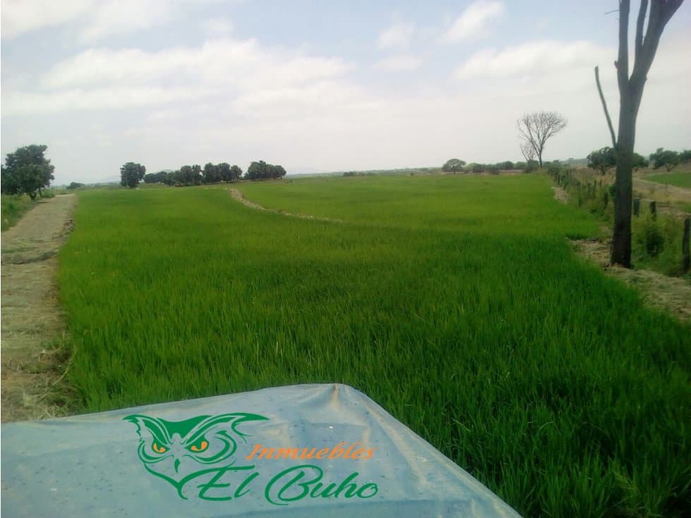 VENDO FUNDO SECTOR PARTIDOR, SAN LORENZO, PIURA - 2