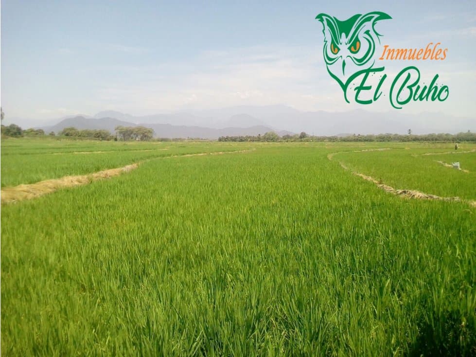 VENDO FUNDO SECTOR PARTIDOR, SAN LORENZO, PIURA - 1