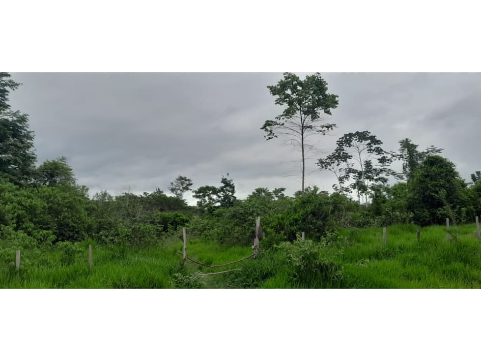 Venta de Terreno en Contamana- 48Has - 1