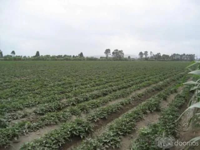 OCACION SE VENDE TERRENO AGRICOLA DE PRIMERA - 1