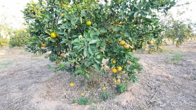 Terreno Con Producción Adulta De Naranja Huando, Único En Tumbes - 1
