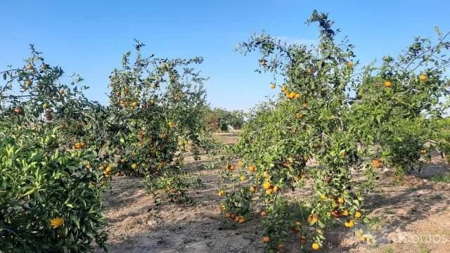 Terreno Con Producción Adulta De Naranja Huando, Único En Tumbes - 2