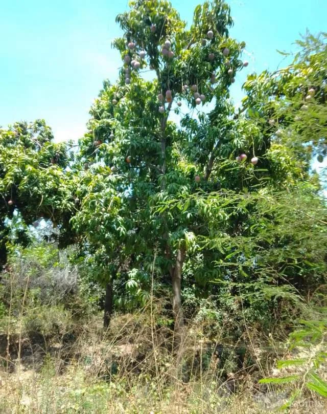 Venta de parcela cerca a Malingas - 1