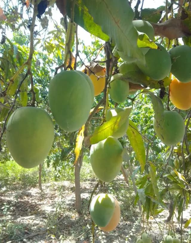 Venta de parcela cerca a Malingas - 2