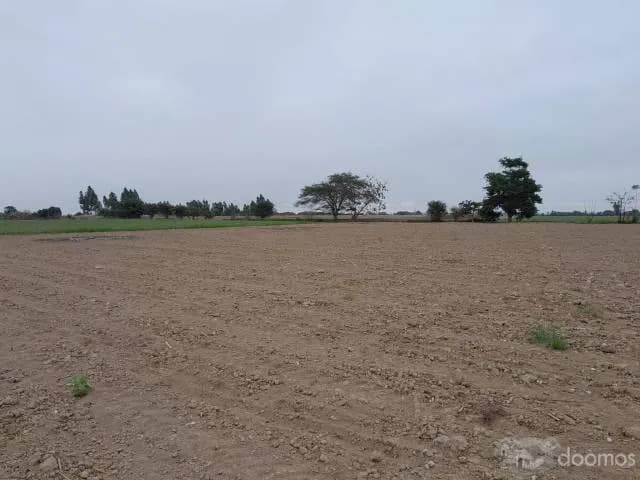 SE VENDE TERRENO AGRICOLA DE 7.8 HECTAREAS EL CARMEN - CHINCHA - 2