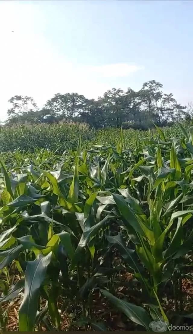 VENTA DE TERRENO EN FUNDO - 2