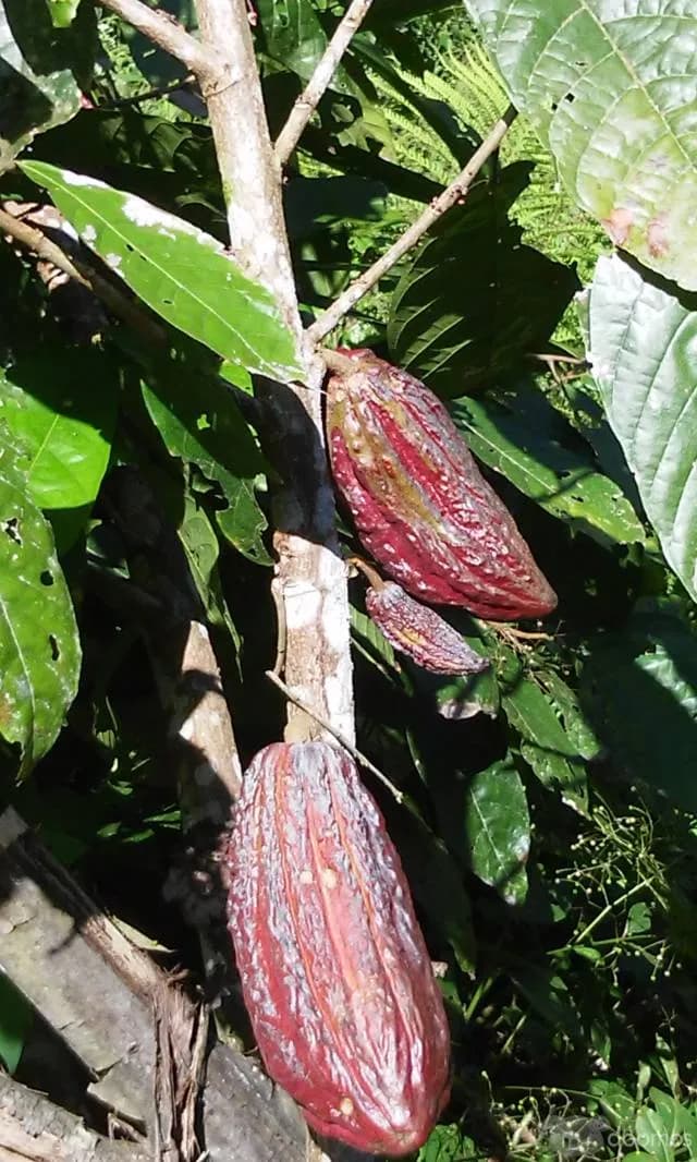 VENDO CHACRA DE 3 HECTAREAS DE CACAO EN SANAMBO - 1
