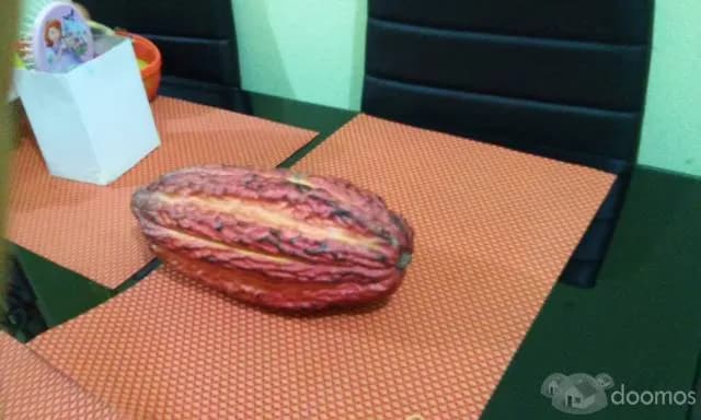 VENDO CHACRA DE 3 HECTAREAS DE CACAO EN SANAMBO - 2