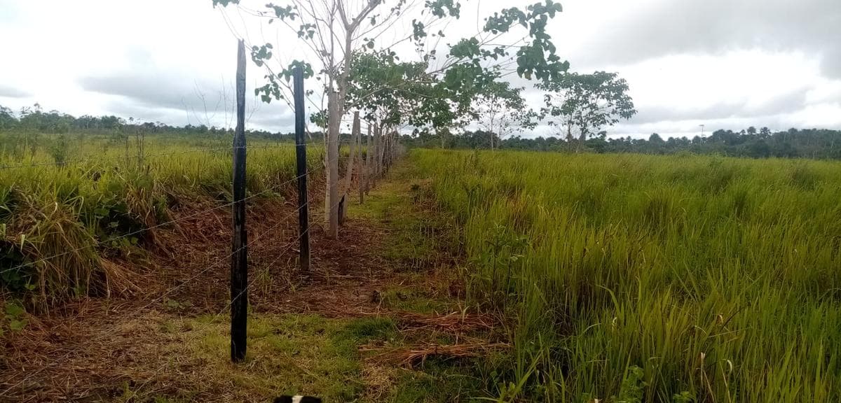 Terreno - Calleria - 2