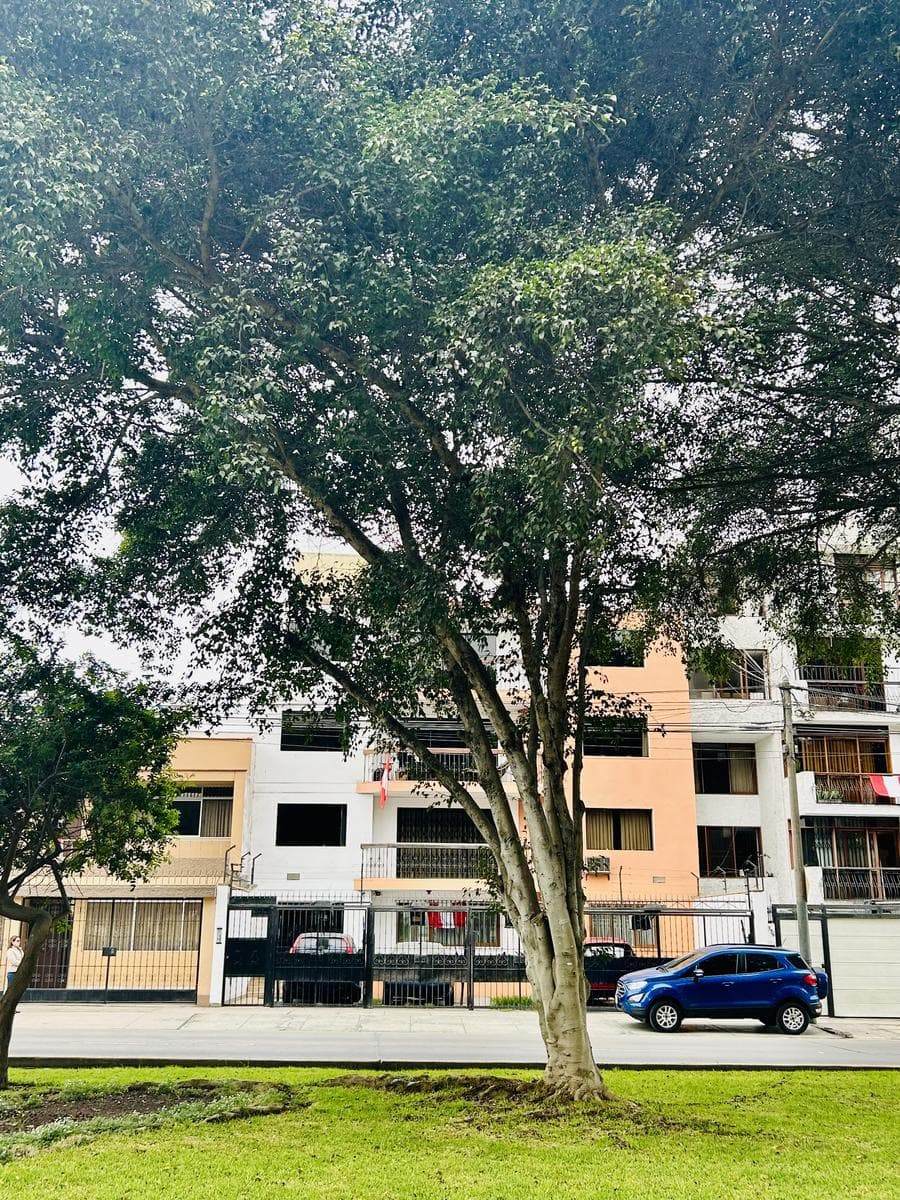 Departamento 3 dormitorios San Borja con aires - 2