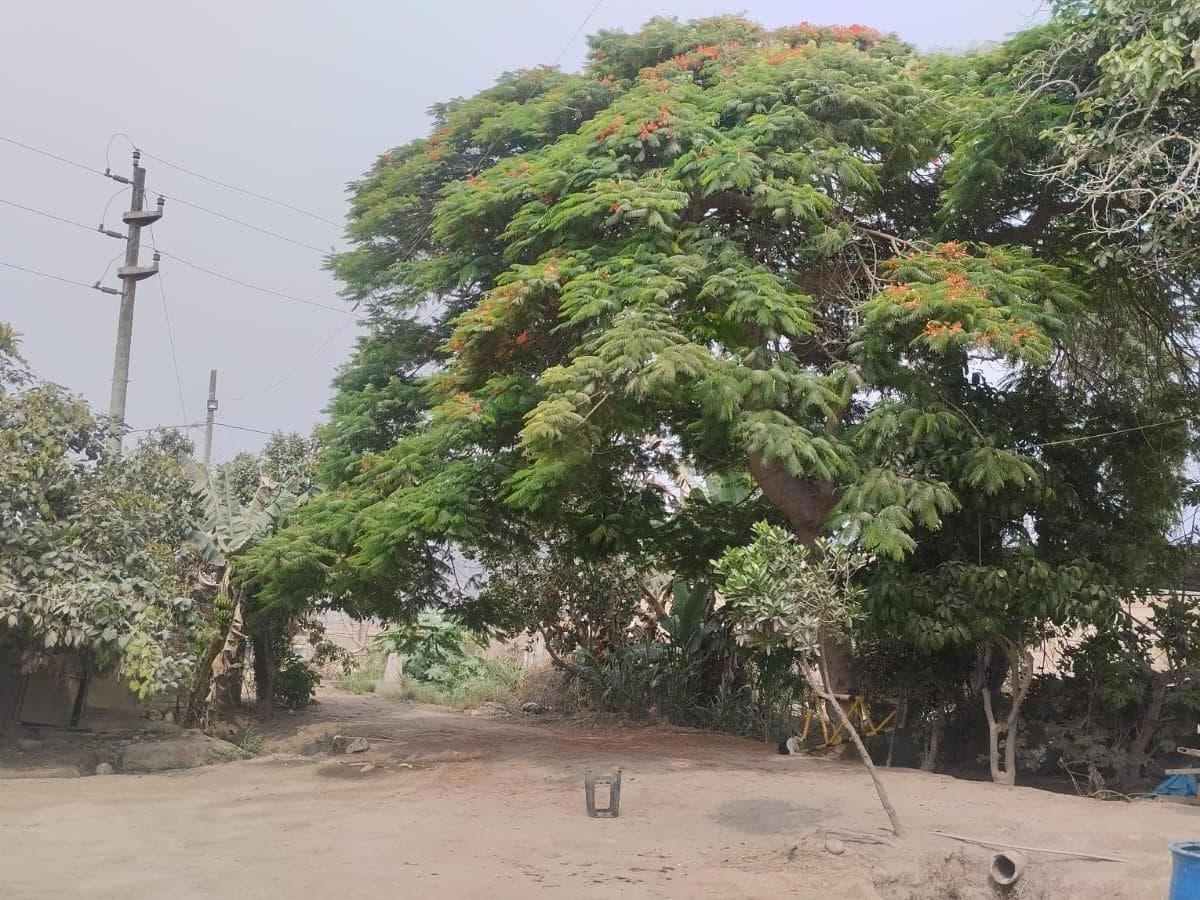 Venta De Terreno Agricola En Carabayllo - 2