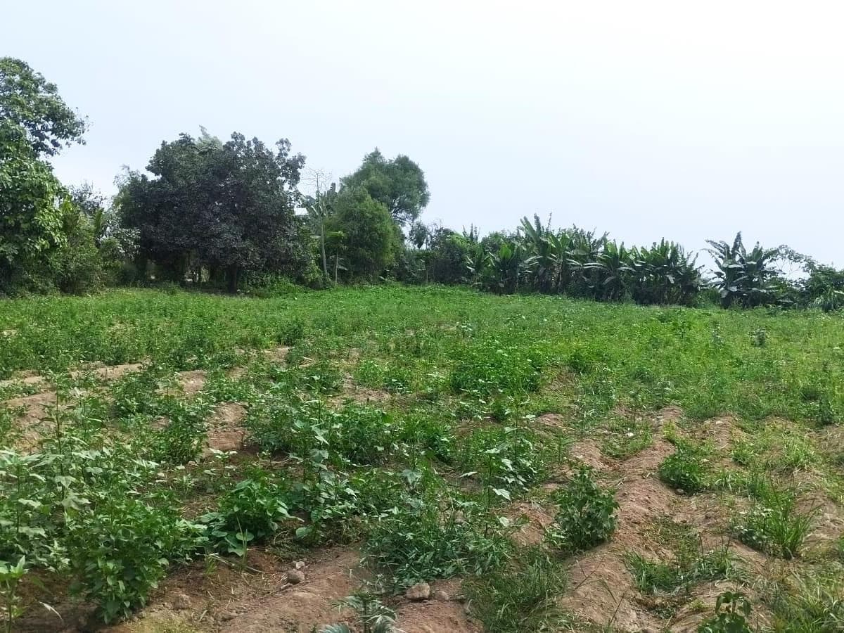 Venta De Terreno Agricola En Carabayllo - 1