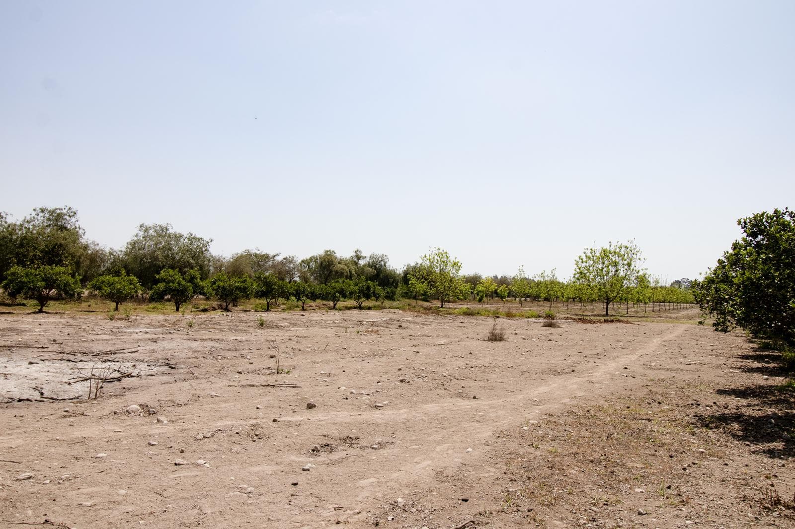 Venta de Terreno en El Carmen, Chincha – 65,000 m² - 2