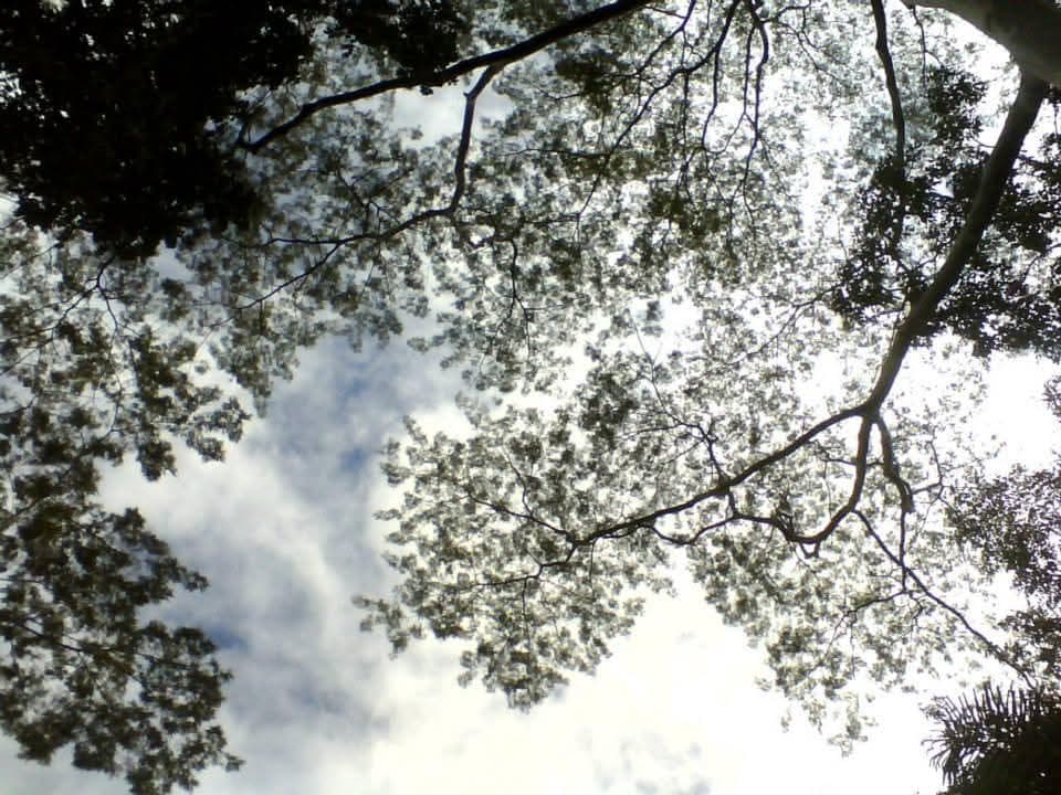 Terreno en Tambopata, Madre de Dios - 2