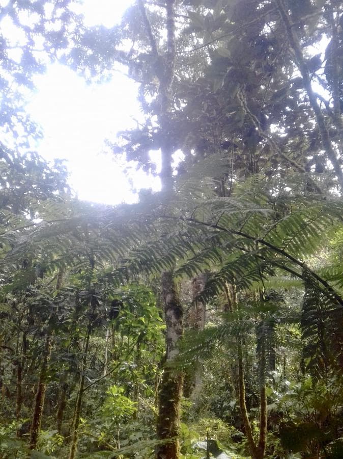 Terreno - San Jose Del Alto - 1