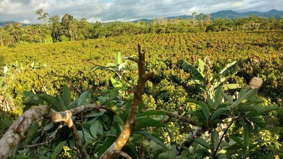 Venta De Terreno Agricola / 5.6 Hectareas /Casma - 2